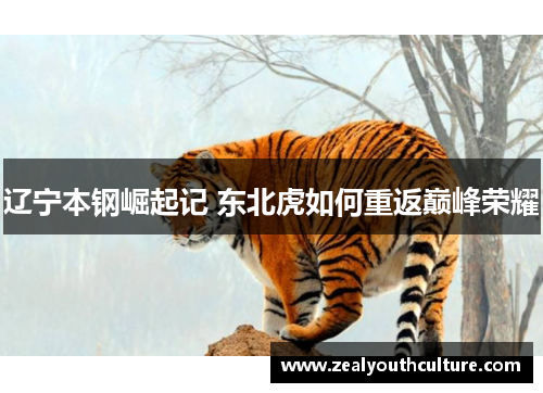 辽宁本钢崛起记 东北虎如何重返巅峰荣耀